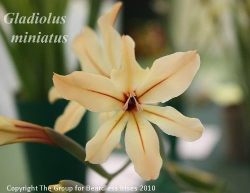 16 Gladiolus miniatus
